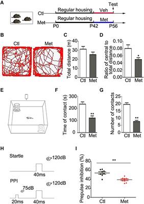 DNA Hypermethylation Induced by L-Methionine Leads to Oligodendroglial and Myelin Deficits and Schizophrenia-Like Behaviors in Adolescent Mice